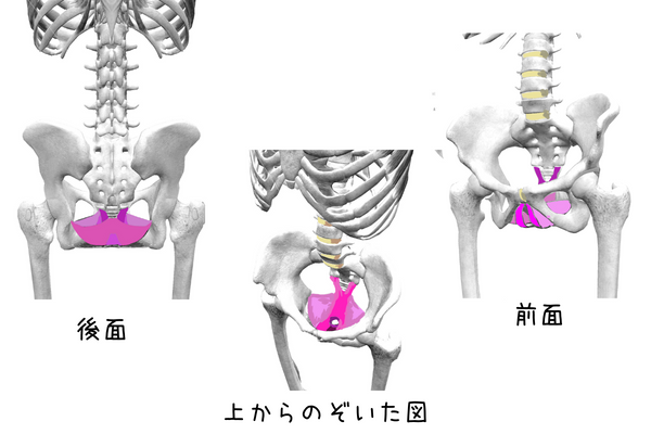 骨盤底筋　骨格図